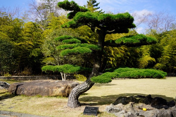 韩中建交二十周年纪念树。【摄影：中新社 刘旭】