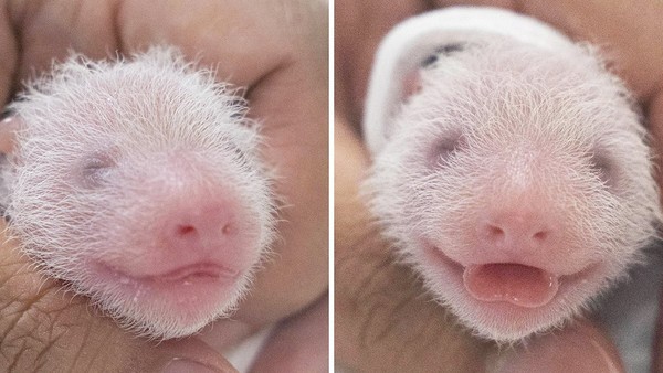 接受健康检查的双胞胎熊猫宝宝姐妹。【照片来源：爱宝乐园】
