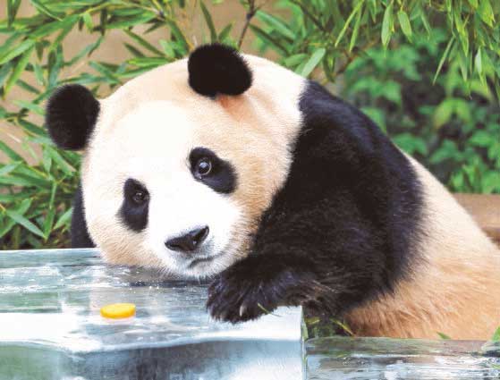 图为8月24日，京畿道龙仁市爱宝乐园熊猫世界的熊猫“福宝”在吃饲养员准备的冰点和零食。【摄影：崔基雄(音) 记者】