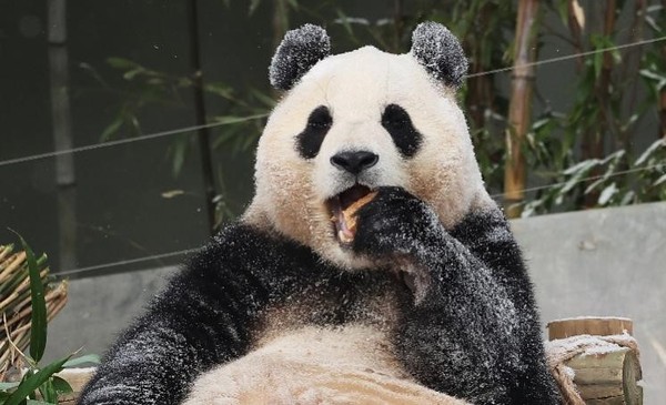 图为上月20日，在京畿道龙仁市爱宝乐园，熊猫福宝正在进食。【照片来源：韩联社】