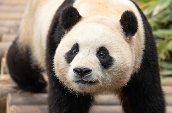 4月3日将前往"熊猫故乡"中国四川省的福宝。【照片来源：权赫才 记者】